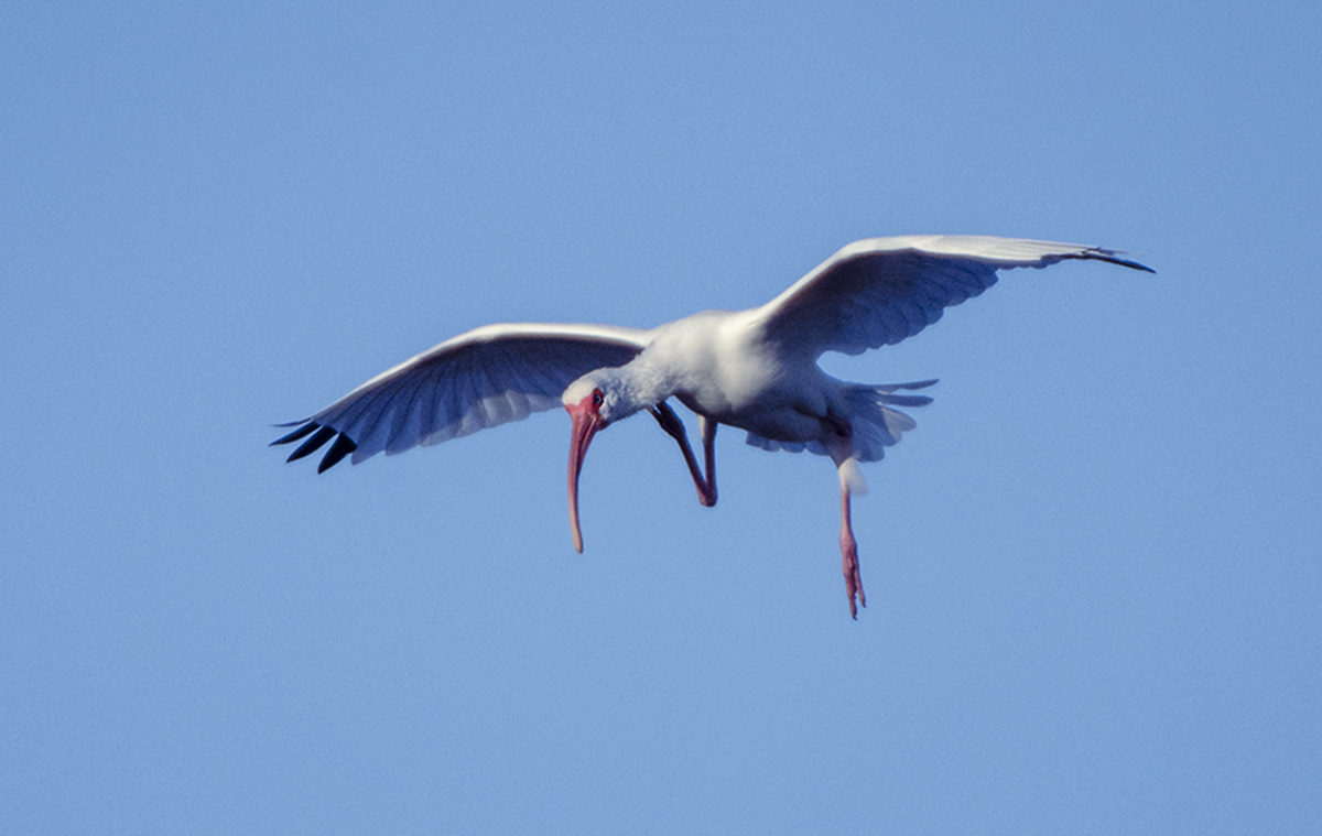 Kaplan Alan Mid Flight Itch AssignedSubject   Motion Photography 20251008